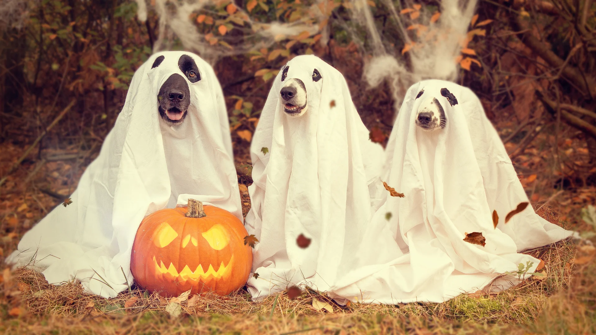 Cartelería digital promocionando el Día de Halloween